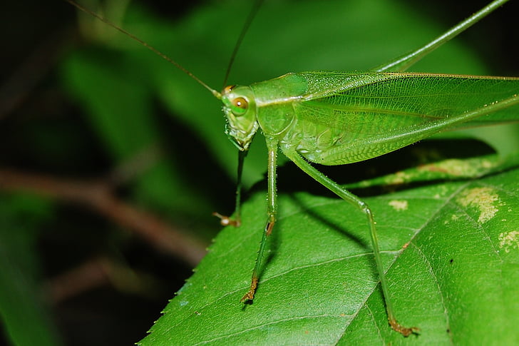 cricket, grasshopper, locust, hopper, insect, animal, leaf