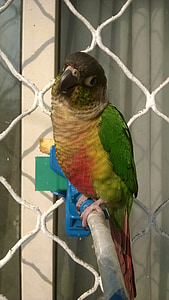 bird, parrot, conure, green, yellow, red