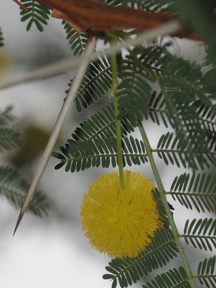 mimosa, flower, thorn, thorny, yellow