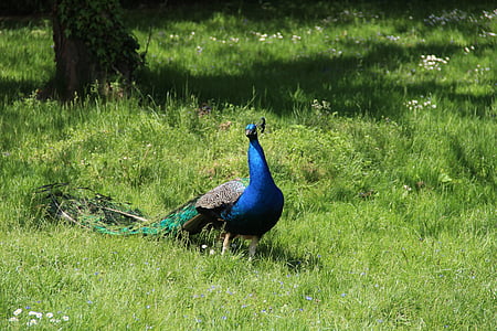 bird, peacock, lawn, nature, feather, animal, blue
