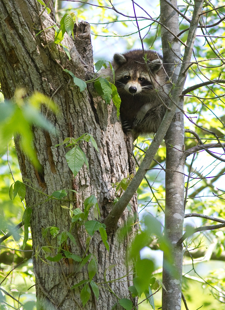 raccoon, climbing, tree, cute, wildlife, nature, outdoors