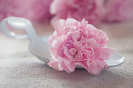 Тюльпан, цветок, Блоссом, Блум, розовый, лепестки, schnittblume