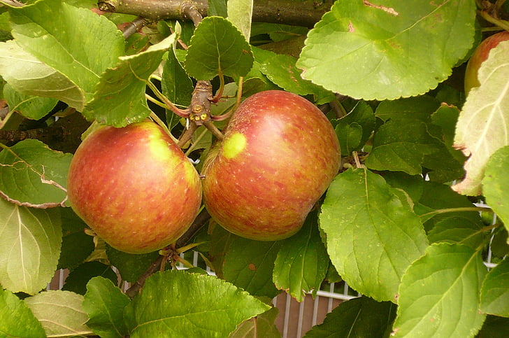 elstar 사과, 과일, 비타민, 건강 한, 레드, 그린, 여름