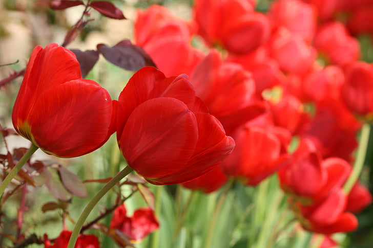 vermells tulipes, flors, Tulipa
