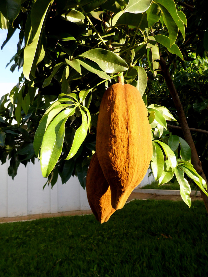 mungubeira, δέντρο, munguba, τροπικά φρούτα, κάστανο