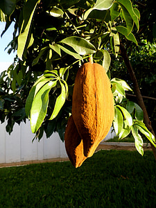 mungubeira, tree, munguba, tropical fruit, chestnut