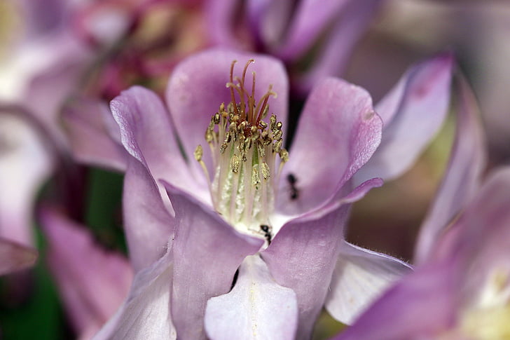 orlík, innenfor en blomst, pollenbærere, Bar, pollen, rosa, klarhet