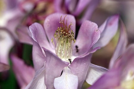 Orlík, inuti en blomma, ståndare, bar, pollen, Rosa, tydlighet