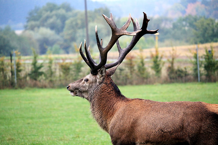 Hirsch, tanduk, padang rumput, liar, Red deer, alam, hewan