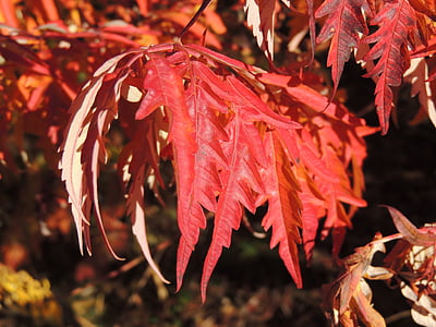 葉, 赤, 秋, 秋の紅葉, カラフルです, リーフ, 自然