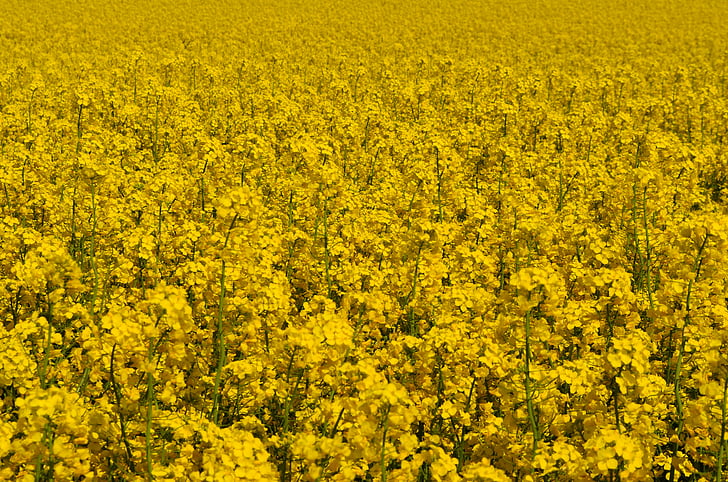 žuta, polje rapeseeds, biljka, cvijet, cvatu, polje, ljeto