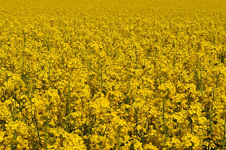 yellow, field of rapeseeds, plant, blossom, bloom, field, summer