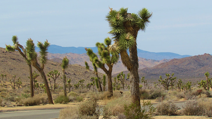 Joshua trees, sa mạc, cây, cảnh quan, công viên, California