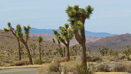 Джошуа деревья, пустыня, дерево, пейзаж, Парк, Калифорния