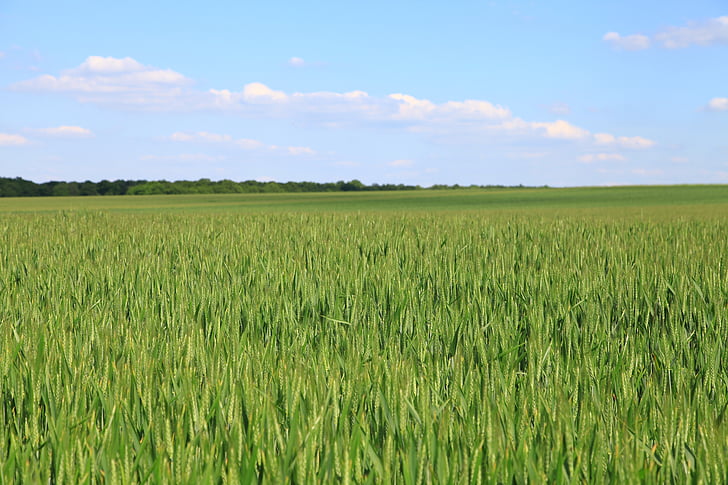 fields, wheat, cornfield, agriculture, nature, farm, rural Scene