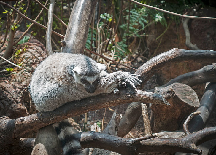lemur, živali, divje, prosto živeče živali, narave, živalski vrt, opica