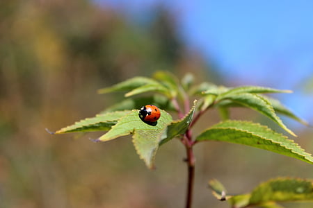 natur, Ladybug, høst