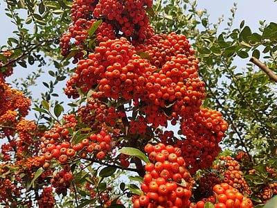 Outono, frutas, natureza, bagas vermelhas, colheita, árvores de fruto, semana leung notas leung