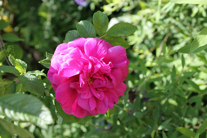 Роза, лято, цвете, градинско растение, растителна, розово цвете, декоративни растения