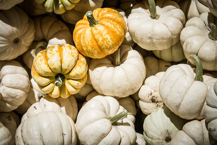 Halloween, zucche, autunno, caduta, arancio, ottobre, vendemmia