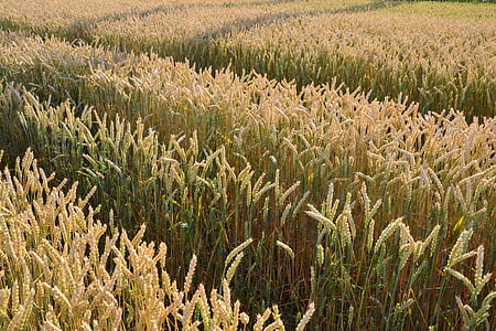 grão, por k Casali, campo de milho, raio de sol, campo de trigo, cereais, trigo