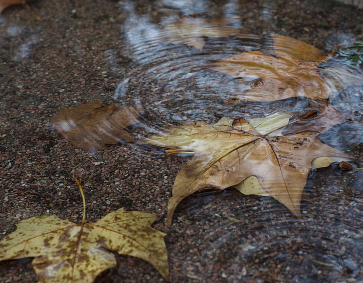 podzim, voda, listoví, strom, listopadu, kruhy na vodě, kapky