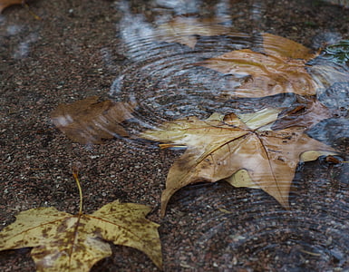 autumn, water, foliage, tree, november, circles on the water, drops