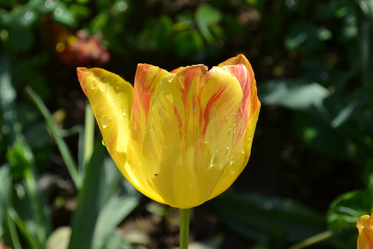 Tulipán, květiny, Fotografie, tulipány, žlutá, obrázky květin, okvětní lístky