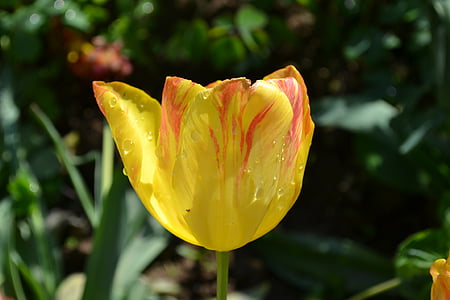 Tulip, квіти, Фотографія, Тюльпани, жовтий, картини квітів, пелюстки