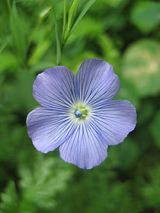 hellblau, Blume, Bloom, Natur, schöne, Schönheit, Blütenblatt