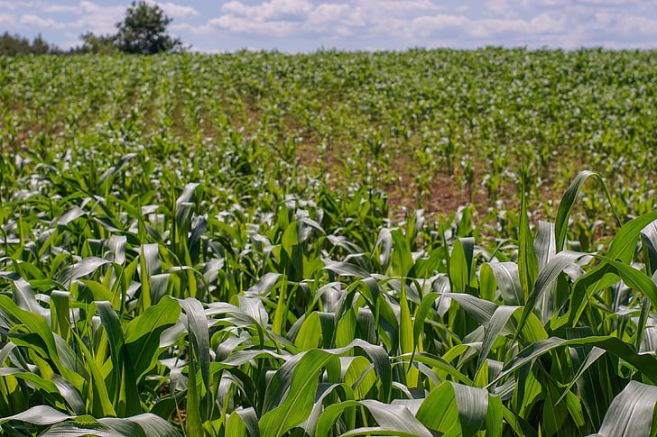a field of corn, corn, foliage, green, agriculture, farm, growing corn