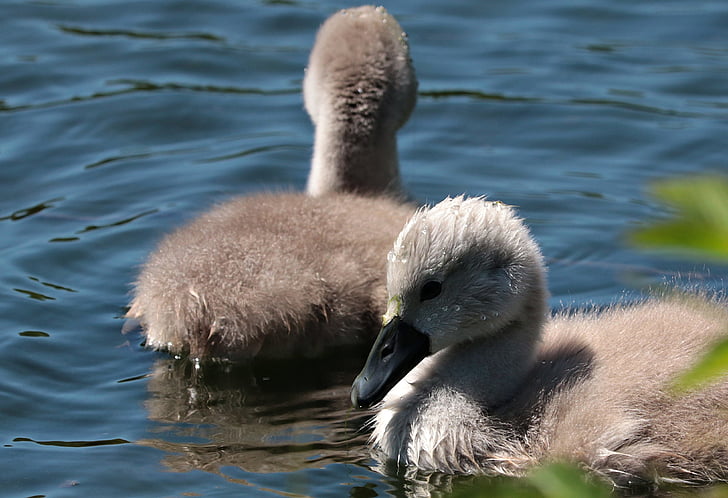 swan young, waters, baby swans, swim, lake, swans, baby swan