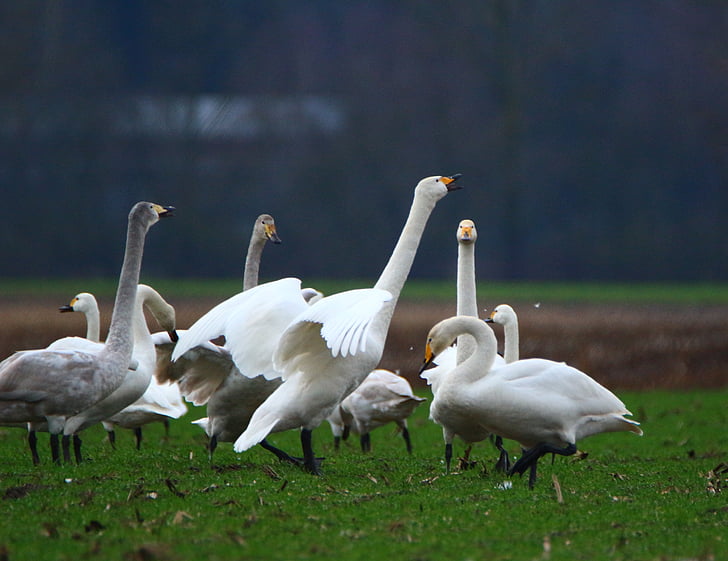Swan, whooper swan, pasăre, lebede, stol de pasari, pasăre migratoare, păsări