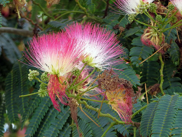 Albizia julibrissin, Mimosaceae, flores cor de rosa