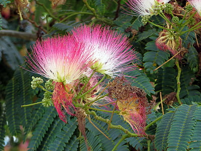 Albizia julibrissin, Mimosaceae, flores de color rosa