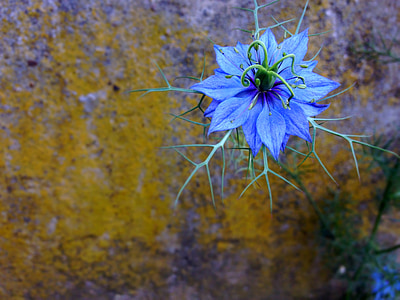 wallflower, ดอกไม้, สีฟ้า, โรงงาน, ธรรมชาติ, ดอก, บาน
