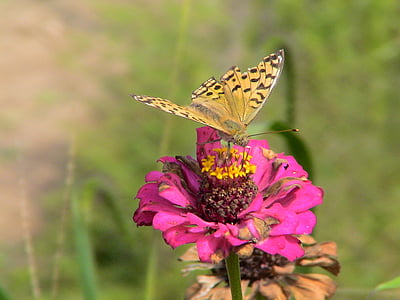 Trung Quốc, năm 2006, fengcheng, bướm