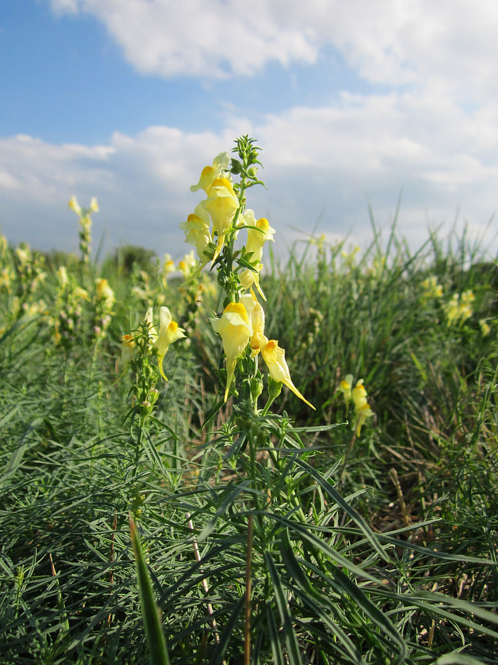 Linaria vulgaris, comune toadflax, galben toadflax, Butter-and-Eggs, Wildflower, Botanica, Flora