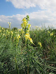 Linaria vulgaris, linaire commune, linaire jaune, crinita, fleurs sauvages, botanique, flore