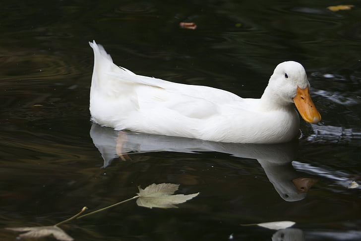 Duck, hvit, dammen, natur