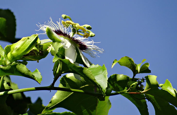 bunga gairah, bunga, Markisa, Passionfruit, Passiflora edulis, anggur, pendaki