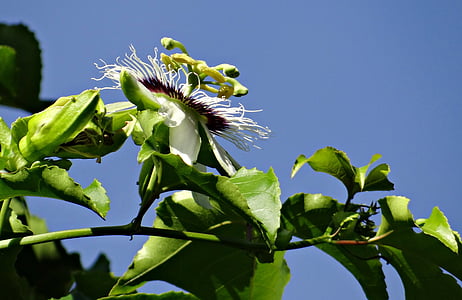 Passionsblume, Blume, Passionsfrucht/Maracuja, Passionsfrucht, Passiflora edulis, Rebe, Bergsteiger