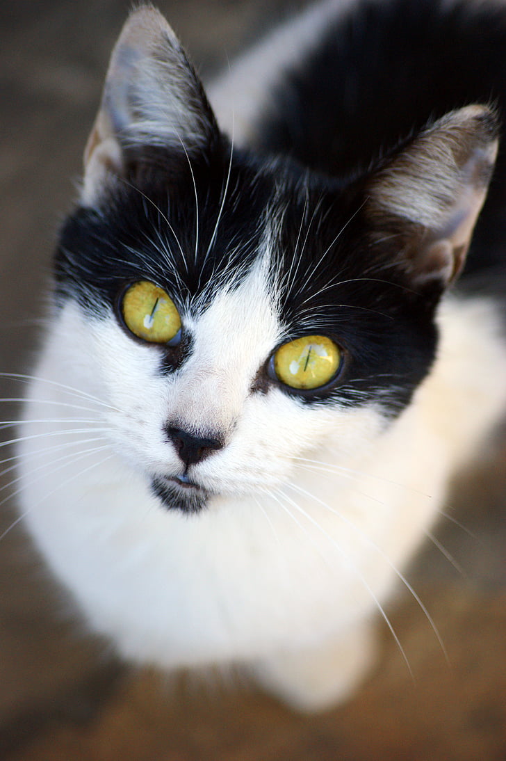 kass, kassi nägu, juht, PET, kassi on silmad