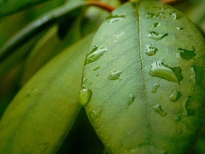 Tropfen Wasser, Blätter, in der Nähe, Grün, Natur, Regentropfen, Tropf