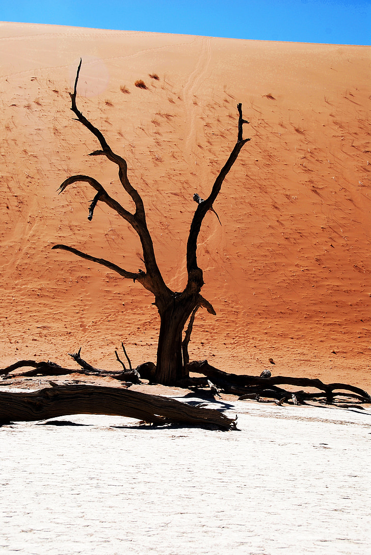 treet, ørkenen, Namibia, død vlei, deadvlei, leire pan, tørke