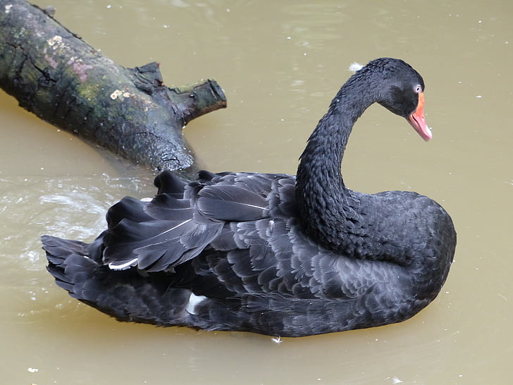 svart svan, fågel, Thailand