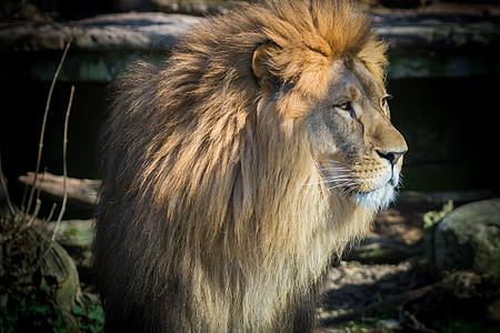 lion, cat, zoo, male, big cat, africa