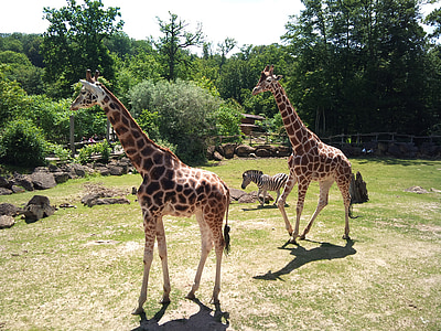 zoològic, girafa, animal