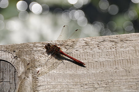 Dragonfly, narave, insektov