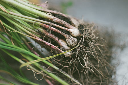 garden, gardening, garlic, roots, food and drink, vegetable, healthy eating